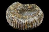 Jurassic Ammonite Fossil - Russia #181232-2